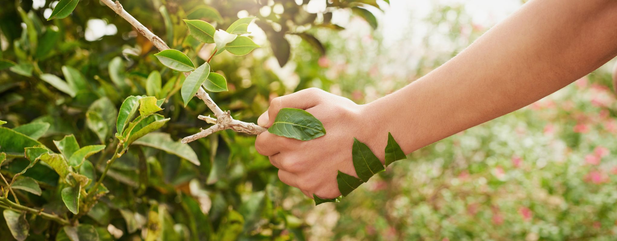 What Coverings ETC is Doing to Help the Planet