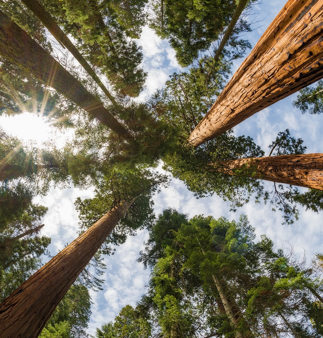 1233323-gorgerous-sequoia-national-park-wallpaper-1100x2000-for-pc.jpg
